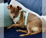 Small #1 Chihuahua Mix