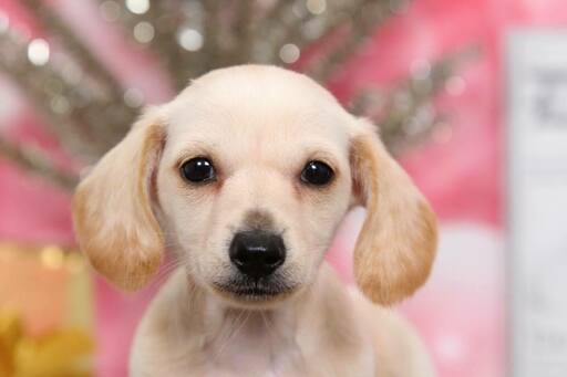 Medium Photo #2 Dachshund Puppy For Sale in BEL AIR, MD, USA