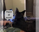 Small #23 American Pit Bull Terrier-German Shepherd Dog Mix