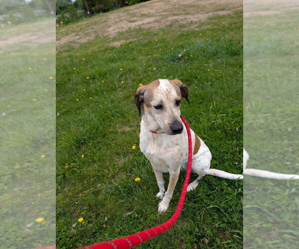 Medium Photo #2 Mutt Puppy For Sale in Pierceton , IN, USA