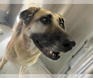 German Shepherd Dog Dogs for adoption in Orange, CA, USA
