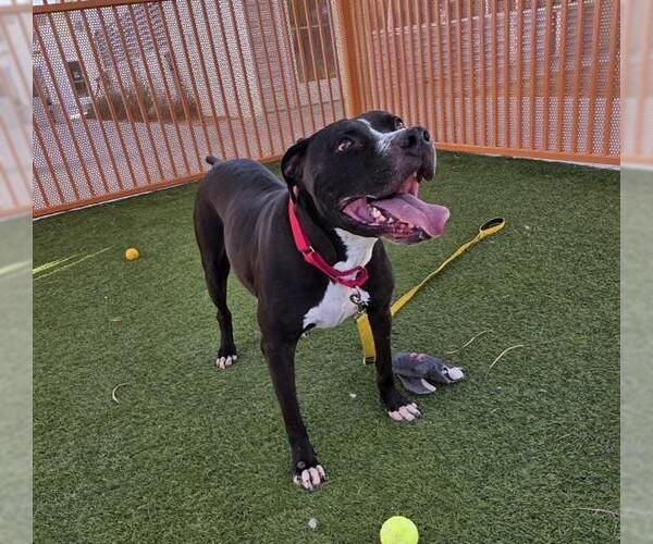 Medium Photo #2 American Pit Bull Terrier-Unknown Mix Puppy For Sale in Las Vegas, NV, USA