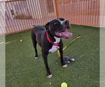 Small #1 American Pit Bull Terrier Mix