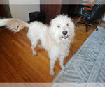 Small #2 Goldendoodle (Miniature)