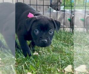 Mutt Dogs for adoption in Camarillo, CA, USA