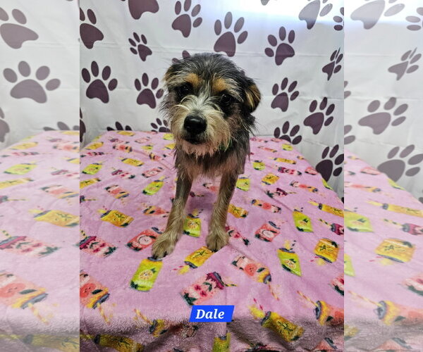 Medium Photo #1 Mutt Puppy For Sale in Metairie, LA, USA