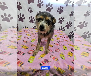Mutt Dogs for adoption in Metairie, LA, USA