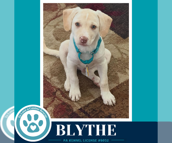 Medium Photo #6 Labrador Retriever-Unknown Mix Puppy For Sale in Kimberton, PA, USA
