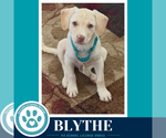 Small #5 Labrador Retriever Mix