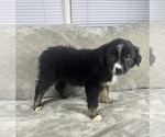 Small #3 Australian Shepherd