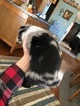 Small Photo #2 Australian Shepherd Puppy For Sale in GENOLA, MN, USA