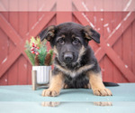 Puppy 3 German Shepherd Dog