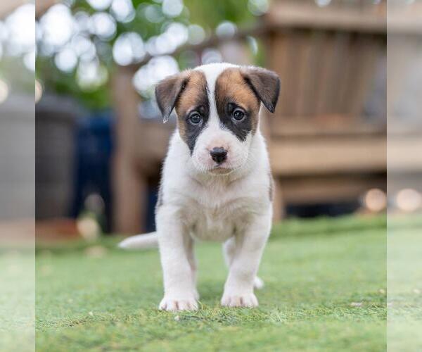 Medium Photo #2 Boxer-Unknown Mix Puppy For Sale in San Diego, CA, USA
