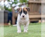 Small #1 Boxer Mix
