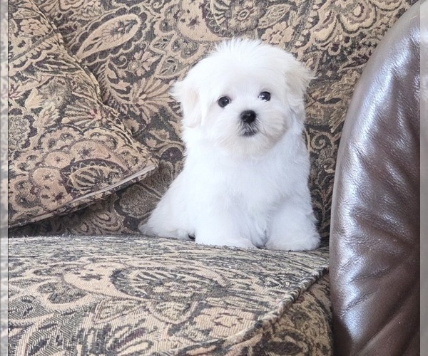 Medium Photo #1 Maltese Puppy For Sale in SANTA CLARITA, CA, USA