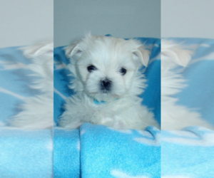Maltese Puppy for sale in DAYTONA BEACH, FL, USA
