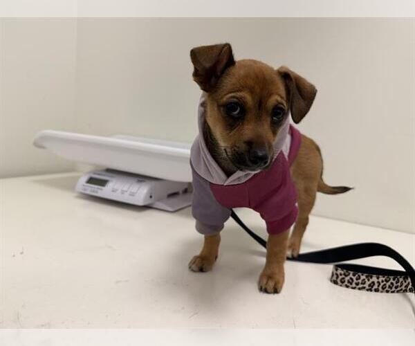 Medium Photo #1 Chihuahua-Unknown Mix Puppy For Sale in Berkeley , CA, USA