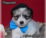 Small Photo #15 Great Pyrenees Puppy For Sale in HILLSVILLE, VA, USA