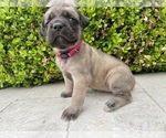 Small Photo #10 Mastiff Puppy For Sale in HOCKLEY, TX, USA