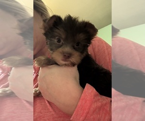 Yorkshire Terrier Puppy for sale in CAMBY, IN, USA