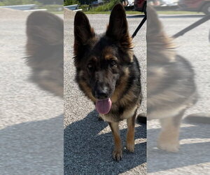Heidi - Female German Shepherd Dog Dog for Adoption - Photo #3