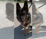 Small Photo #3 German Shepherd Dog Puppy For Sale in Evansville, IN, USA