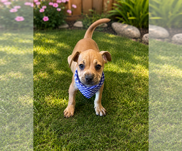 Medium Photo #2 Chug Puppy For Sale in Phoenix, AZ, USA