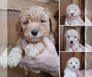 Goldendoodle-Poodle (Miniature) Mix Puppy for sale in NORTH LIBERTY, IN, USA