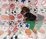 Small #2 Yorkshire Terrier