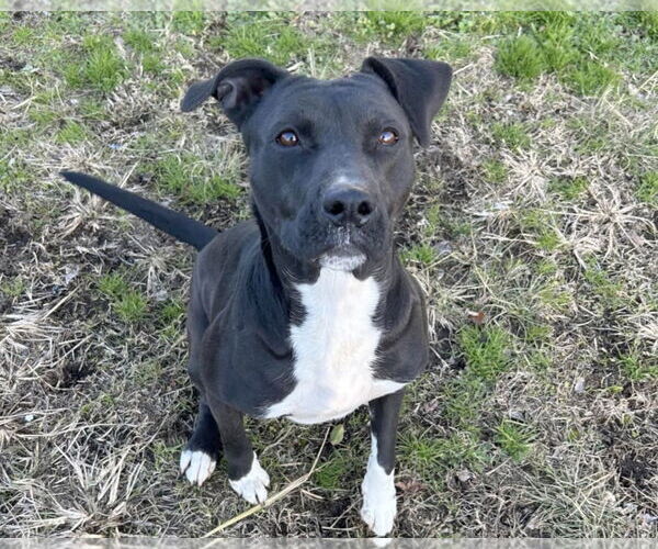Medium Photo #4 Boxador Puppy For Sale in Anniston, AL, USA