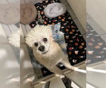 Small #1 Poodle (Miniature)