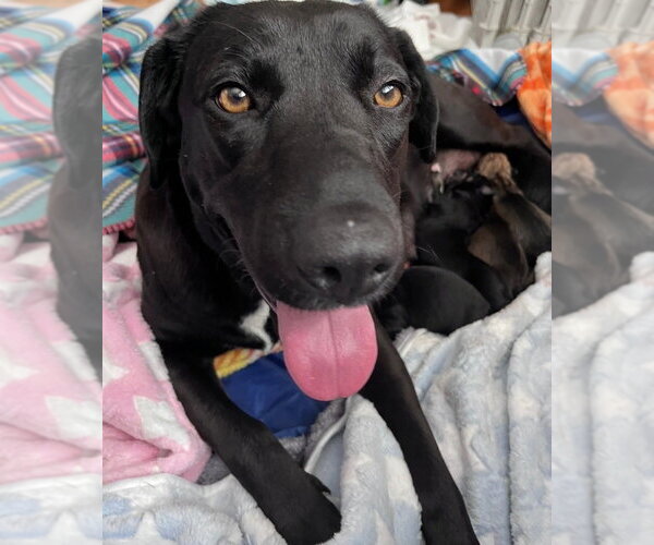 Medium Photo #6 Labrador Retriever-Unknown Mix Puppy For Sale in Brewster, NY, USA