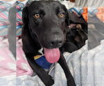 Small #5 Labrador Retriever Mix