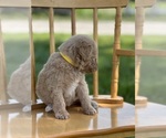 Small Photo #21 Goldendoodle Puppy For Sale in MARYVILLE, MO, USA