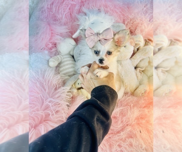 Medium Photo #10 Chihuahua Puppy For Sale in NEW YORK, NY, USA
