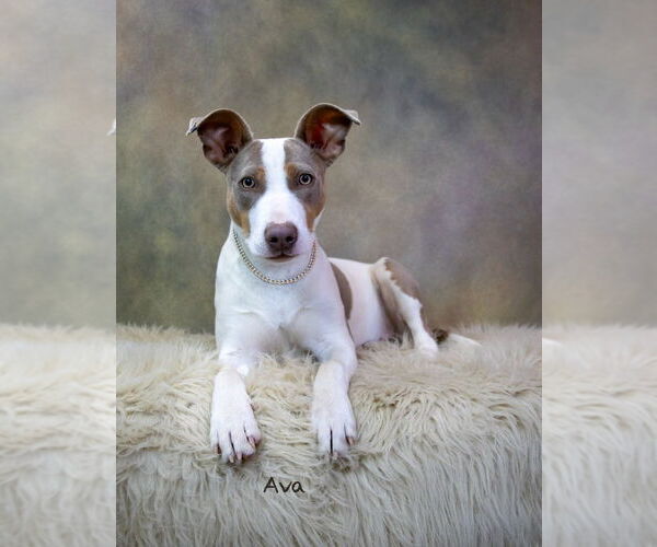 Medium Photo #4 Mutt Puppy For Sale in Hot Springs Village, AR, USA