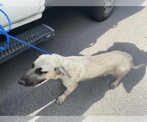 Black Mouth Cur-Unknown Mix Dogs for adoption in Houston, TX, USA