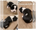 Small Photo #10 English Springer Spaniel Puppy For Sale in CENTER POINT, TX, USA
