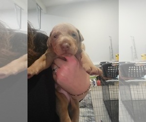 Doberman Pinscher Puppy for sale in LAURENS, SC, USA