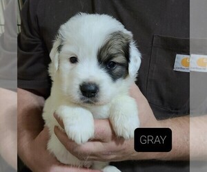 Great Pyrenees-Saint Bernard Mix Puppy for sale in BERESFORD, SD, USA
