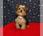 Small #2 Yorkshire Terrier