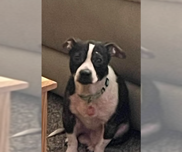 Medium Photo #8 Boston Huahua Puppy For Sale in Springdale, PA, USA