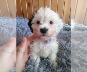 Mal-Shi-Poodle (Toy) Mix Puppy for sale in WOBURN, MA, USA