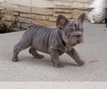 Small #1 French Bulldog
