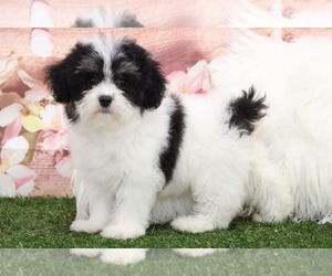 Poochon Puppy for sale in MARIETTA, GA, USA