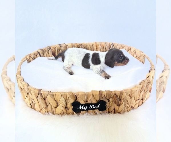 Medium Photo #3 Dachshund Puppy For Sale in DAVIS, CA, USA