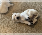 Small Photo #5 Labrador Retriever Puppy For Sale in RANTOUL, IL, USA