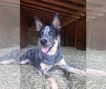 Small Photo #1 Australian Cattle Dog Puppy For Sale in EFLAND, NC, USA