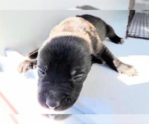 German Shepherd Dog-Unknown Mix Dogs for adoption in Houston, TX, USA