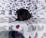 Small Photo #1 Collie-French Bulldog Mix Puppy For Sale in LANCASTER, PA, USA
